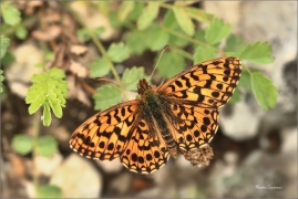 <p>PERLEŤOVEC NEJMENŠÍ (Boloria dia) ---- /Weaver's fritillary - Magerrasen-Perlmutterfalter/</p>